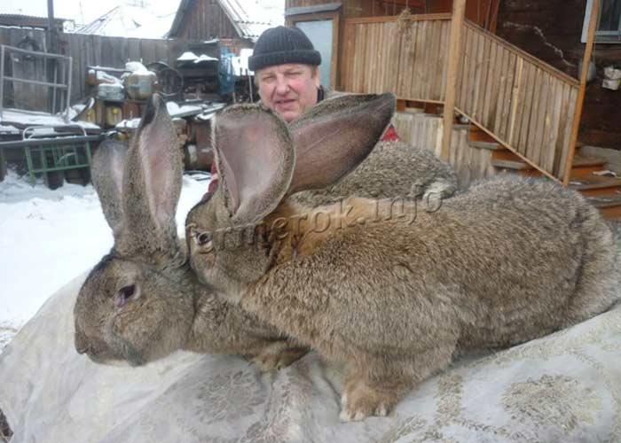 Фото породы кроликов Фландр