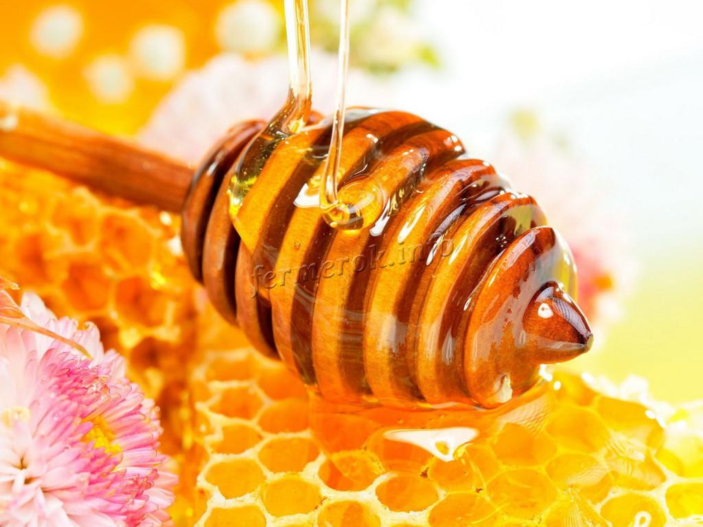 Польза мёда диких пчёл
