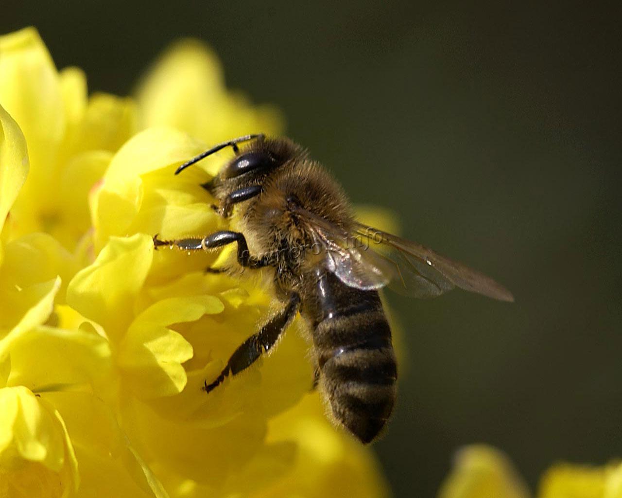 Особенности диких пчёл