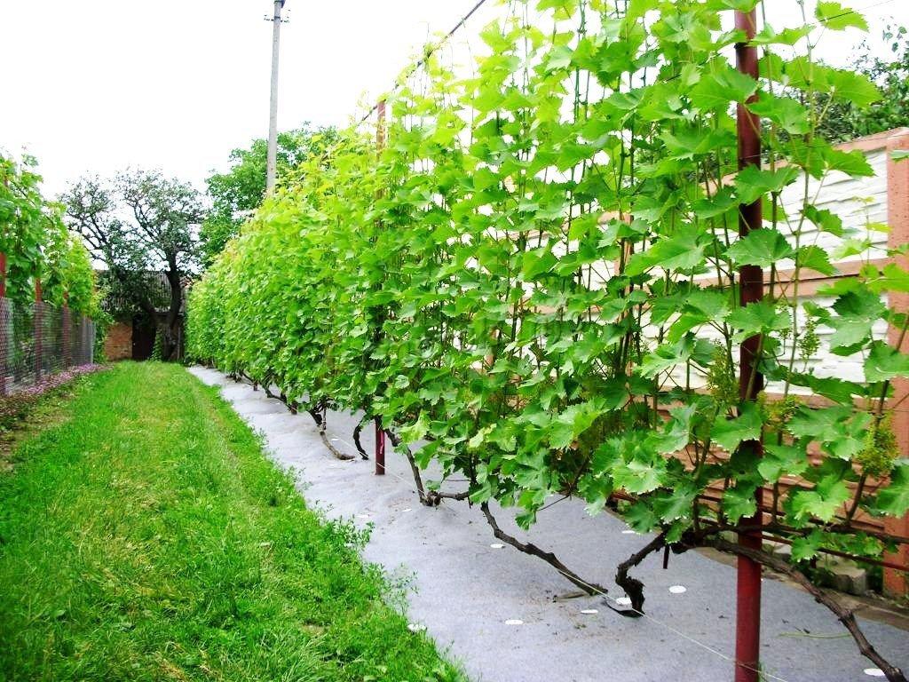 Удобрения для винограда весной