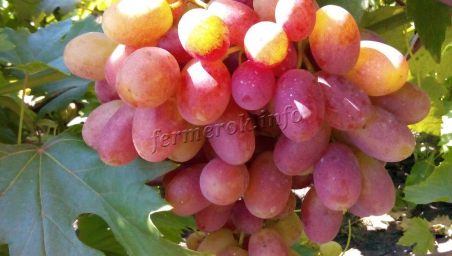 Чем подкормить виноград: весной, летом и осенью