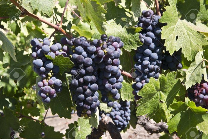 Лучшие сорта красного винограда: посадка и уход