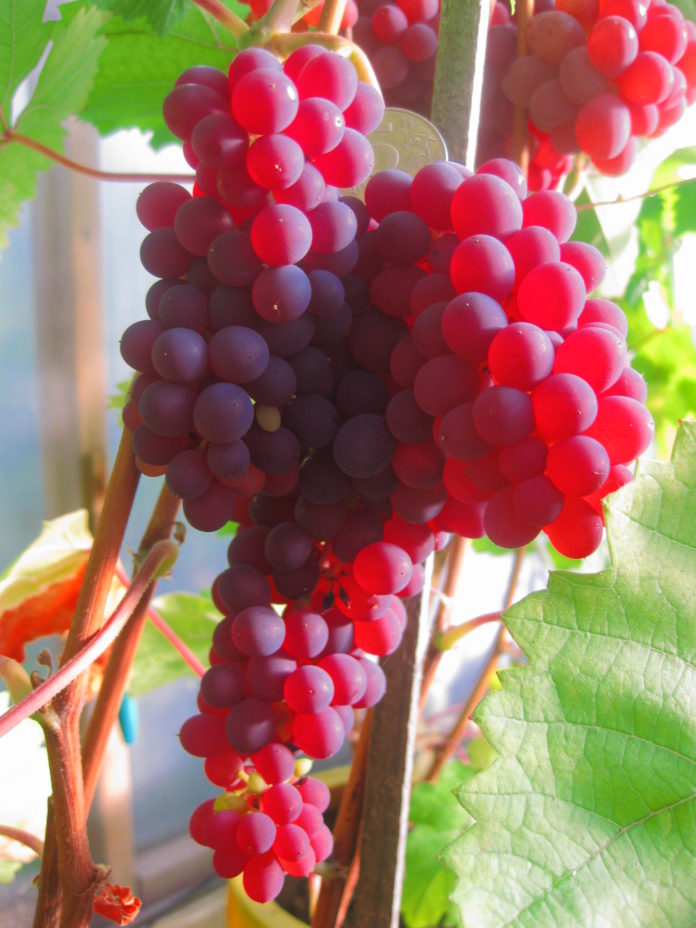 Виноград красный лучшие сорта: посадка и уход