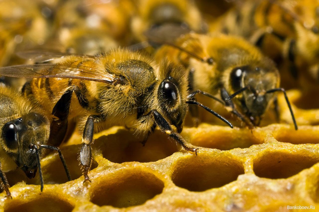 Разновидности диких пчёл