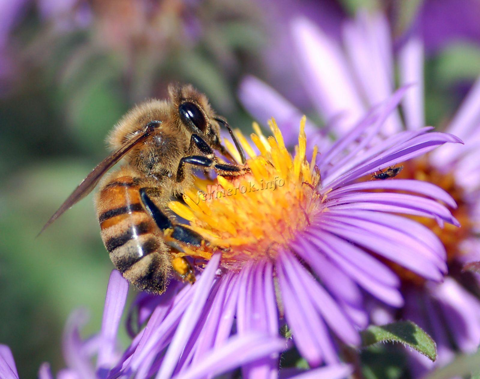 Отличия домашних и диких пчёл