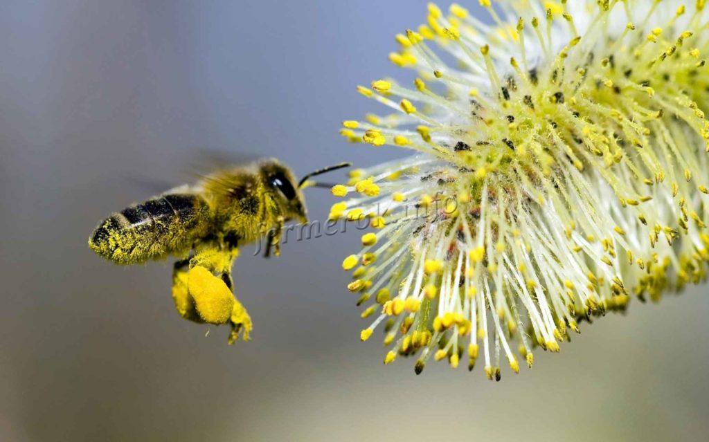 При сборе нектара на пчелу попадает пыльца