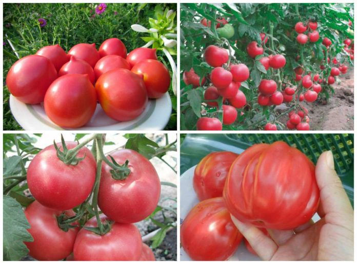 Лучшие сорта розовых томатов: посадка и уход