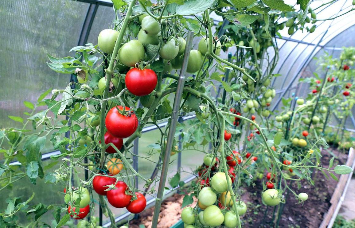 kogda-luchshe-snimat-pomidory-v-teplice