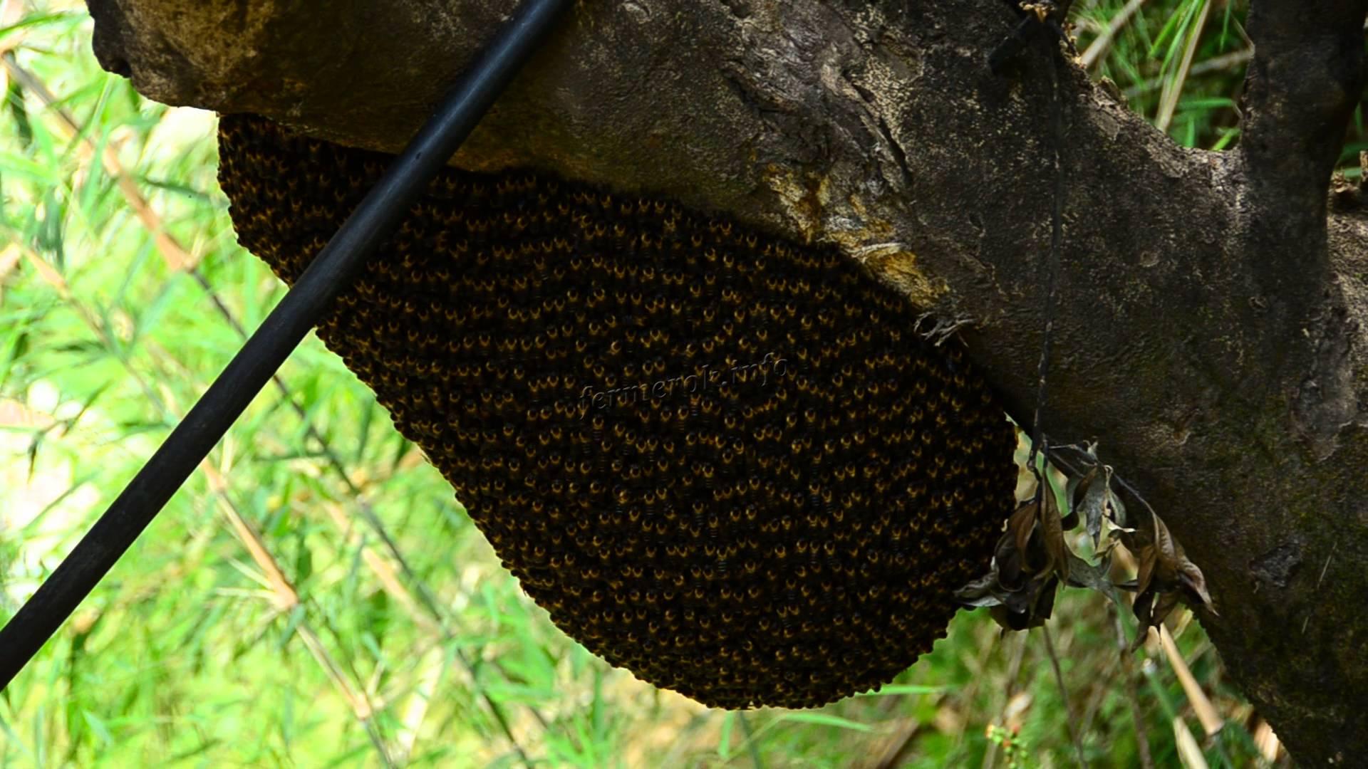 Места обитания диких пчёл