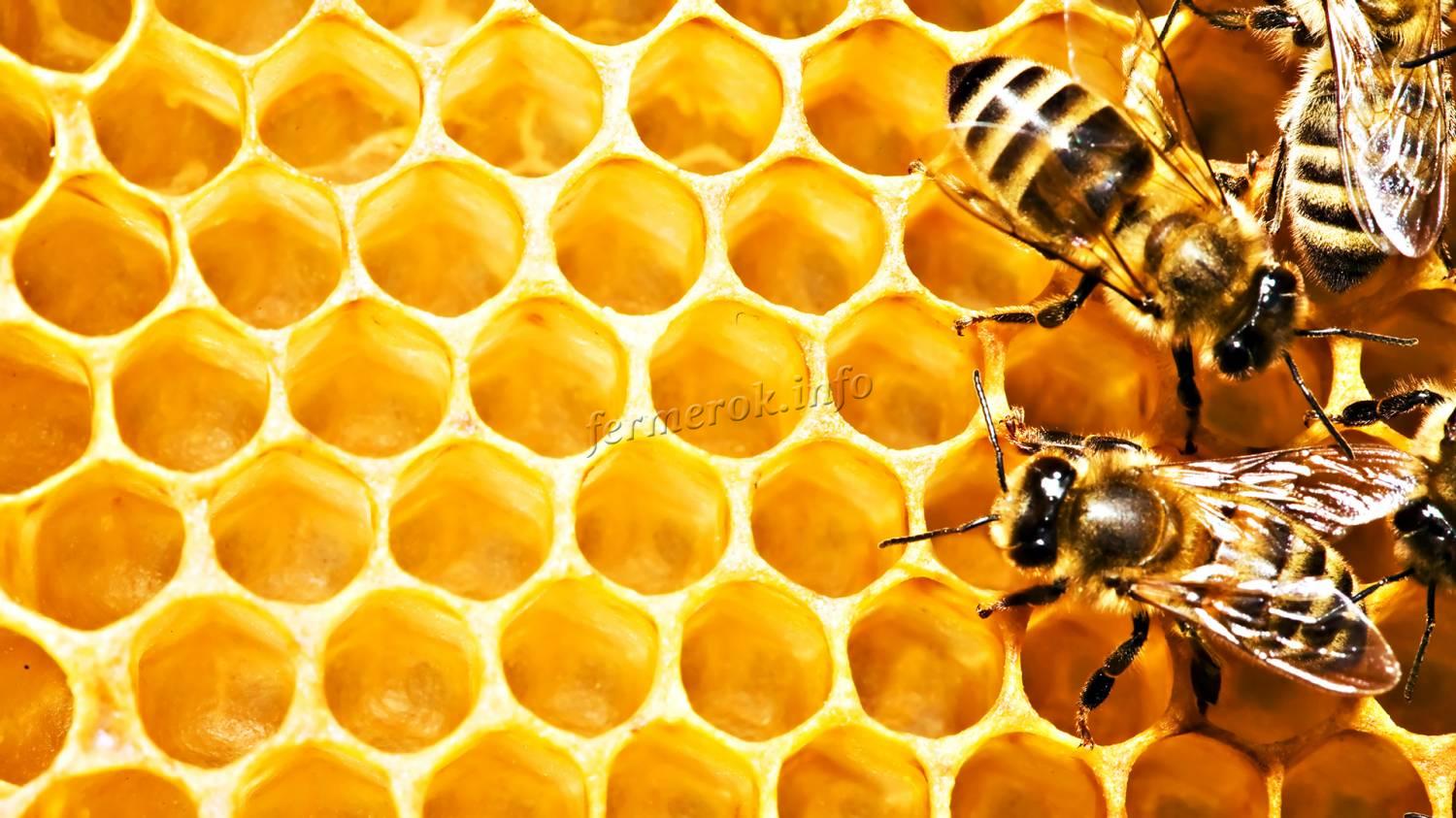 Фото пчел на сотах