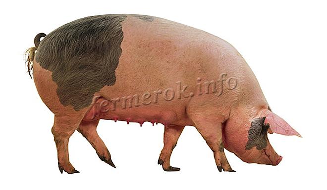 Сальные породы свиней описание