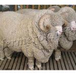 содержание и уход за овцами Меринос