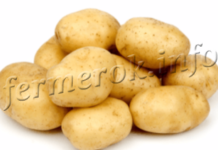 Описание лучших ранних сортов картофеля