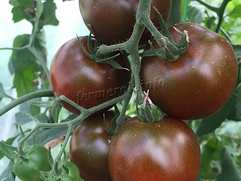 Черные помидоры для открытого грунта