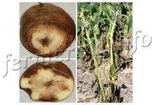 Описание, признаки, лечение фитофтороза картофеля