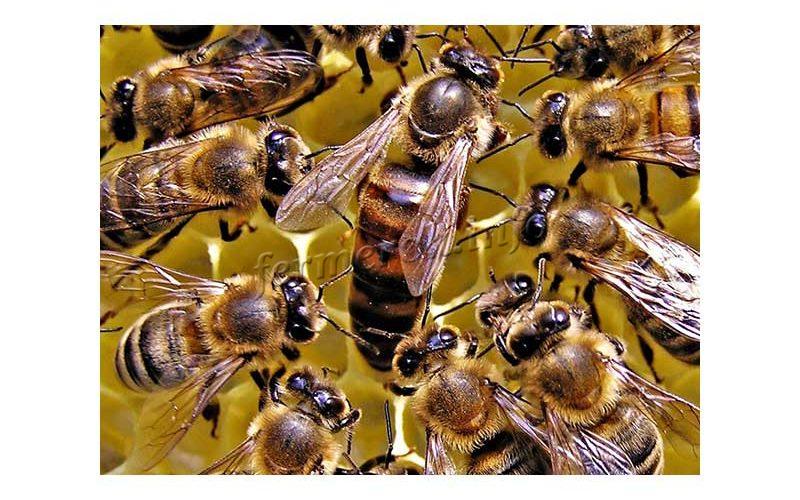 Канди для пчел, рецепты, виды