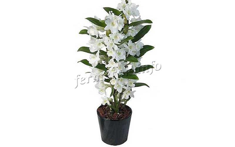 Орхидея Дендробиум:, уход в домашних условиях