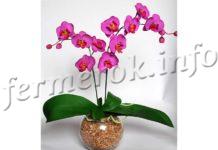 Орхидея Фаленопсис, уход в домашних условиях