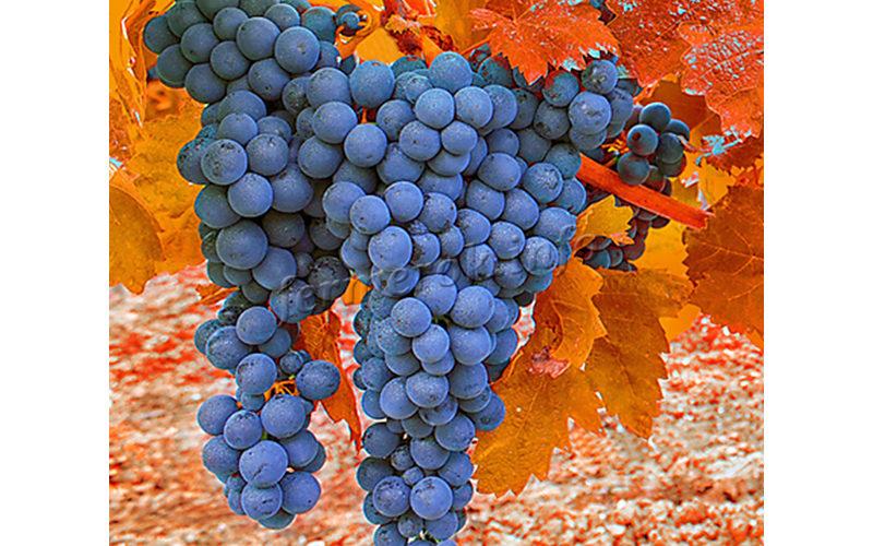 Посадка винограда осенью саженцами и черенками