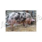 Свиньи породы Пьетрен, описание, содержание