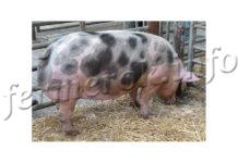 Свиньи породы Пьетрен, описание, содержание
