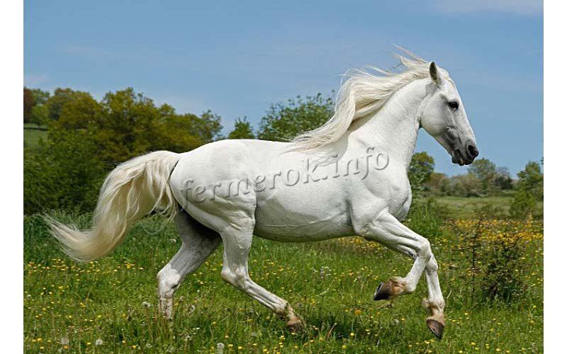 Андалузская лошадь, описание породы
