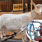 Доильный аппарат для коз: Доюшка, Белка, Буренка