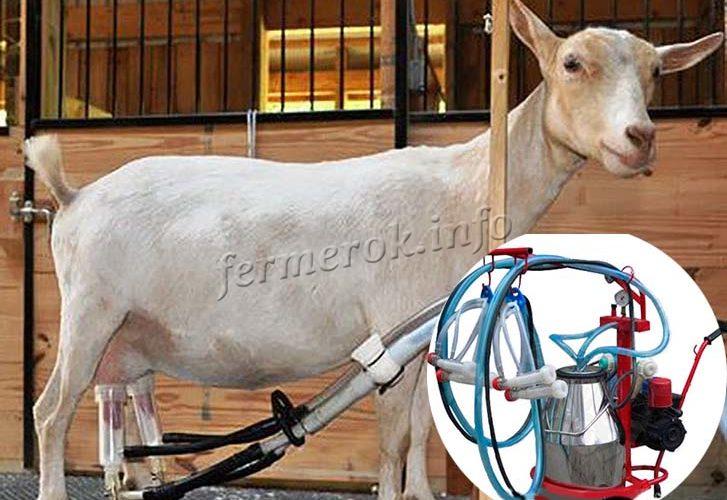 Ручные доильные аппараты для коз: как сделать и как использовать?