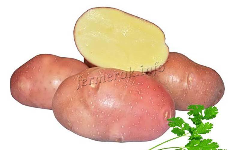 Картофель Беллароза: описание сорта, выращивание, отзывы