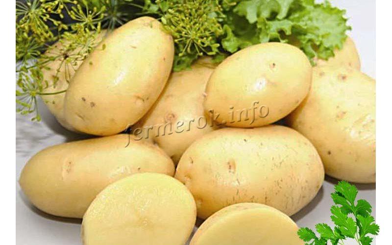 Картофель Импала, описание сорта