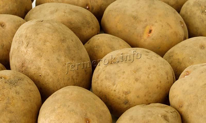 Характеристики картофеля Бриз