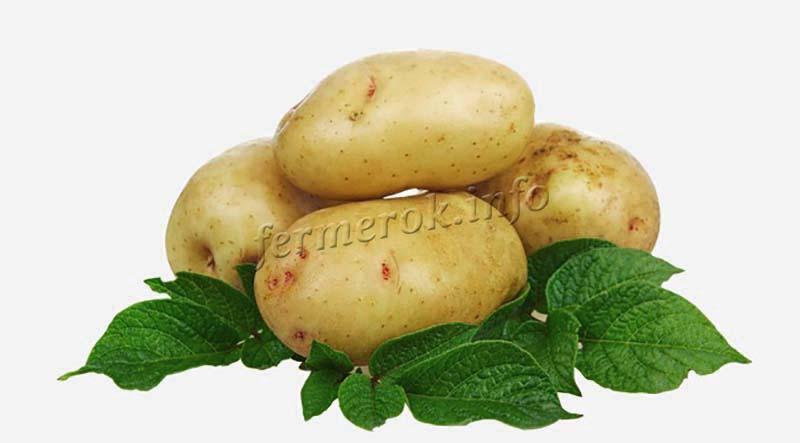 Картофель сорта скраб фото и описание