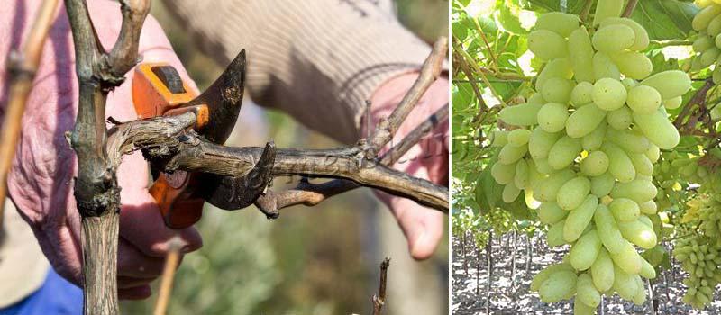 Выращивания винограда Долгожданный