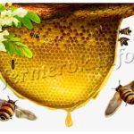Вощина для пчел натуральная и исскуственная