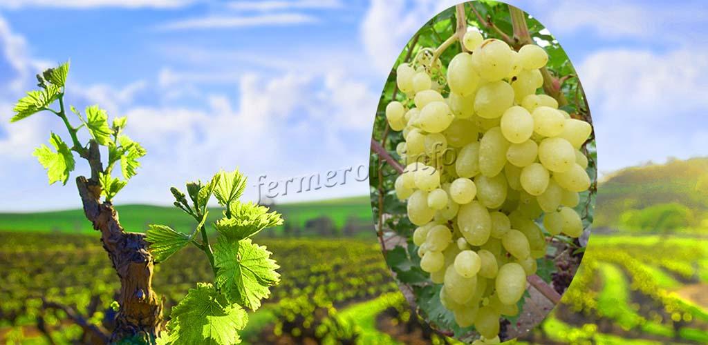 Особенности выращивания винограда Долгожданный