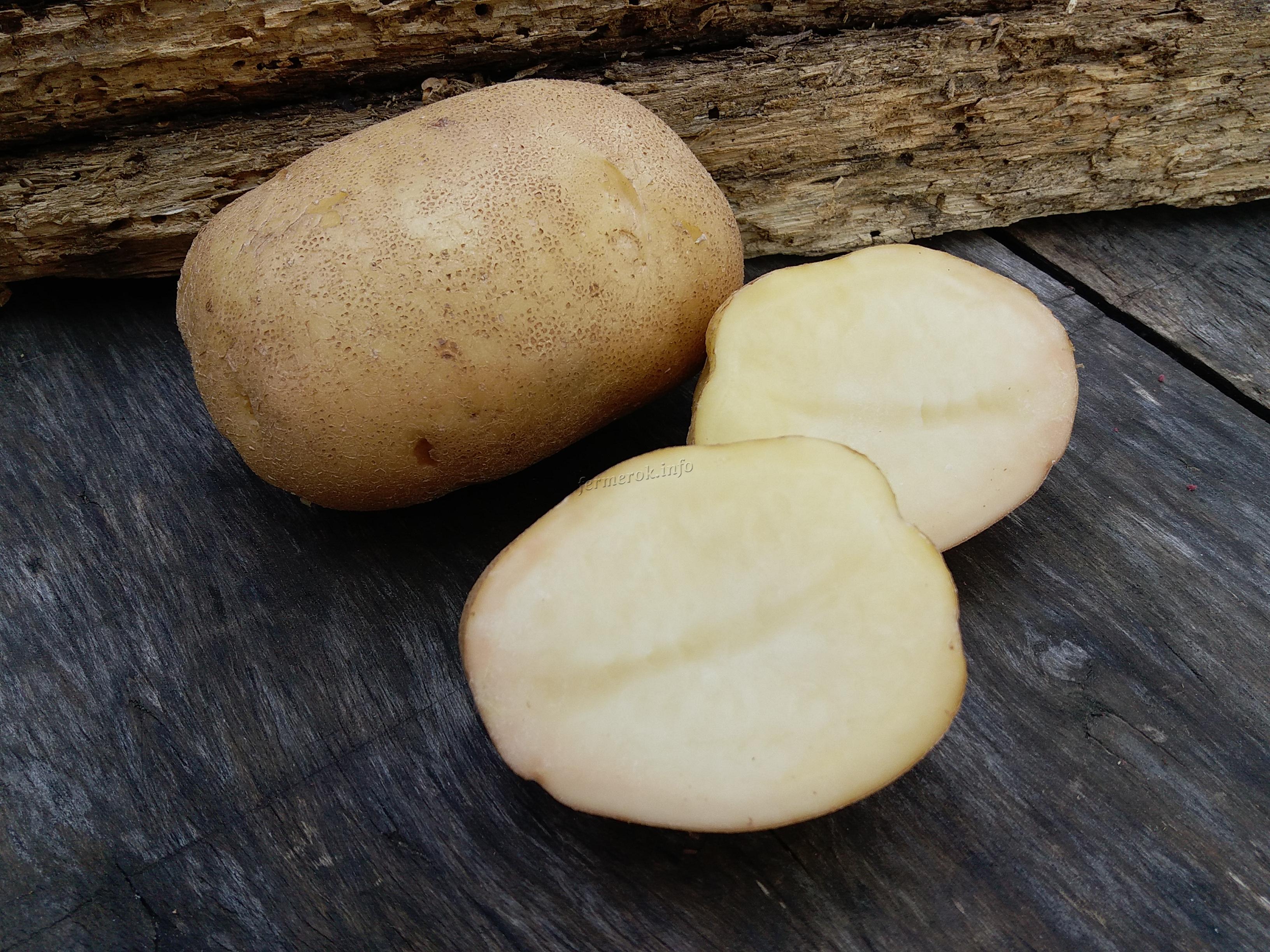 синеглазка картофель описание