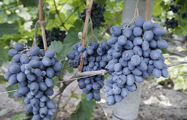 Характеристики винограда