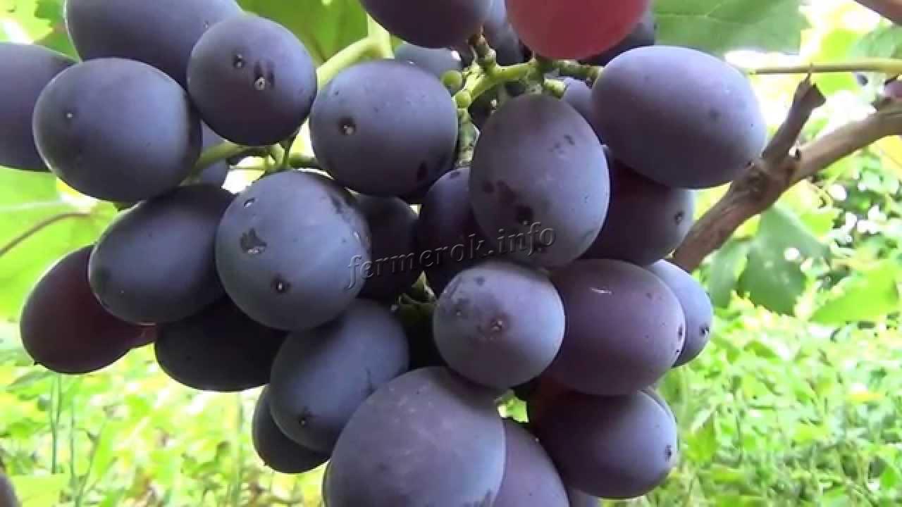 Описание сорта винограда Фуршетный