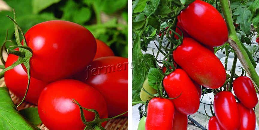 Характеристики помидора Гаспачо