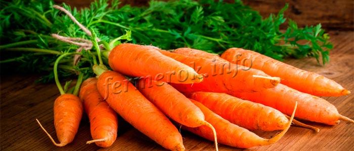 Морковь сорт Тушон
