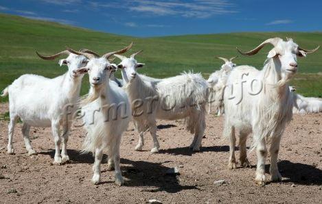 Фото пуховых коз