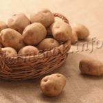 Сорт картофеля Лапоть