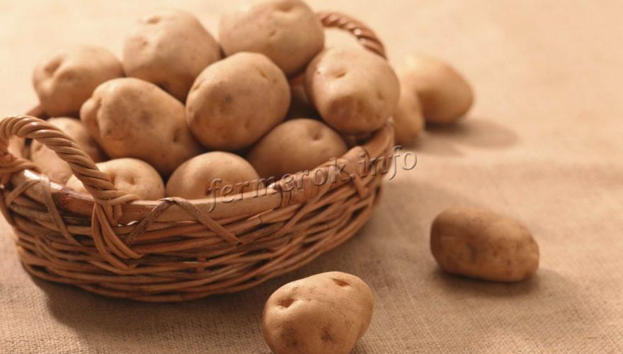 Картошка Сорт Лапоть Фото