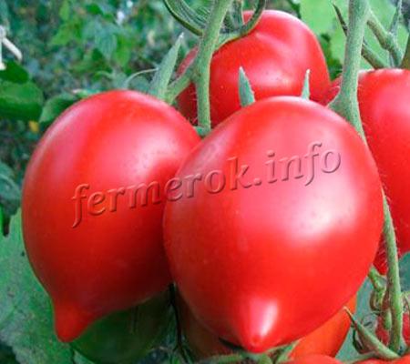 Когда сажать помидоры на рассаду в 2019 году