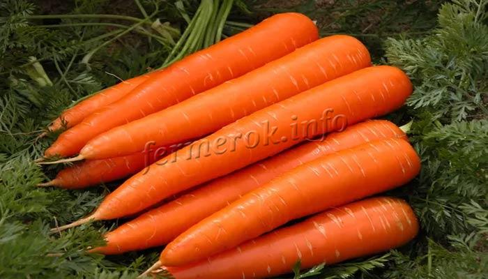 Морковь королева осени описание