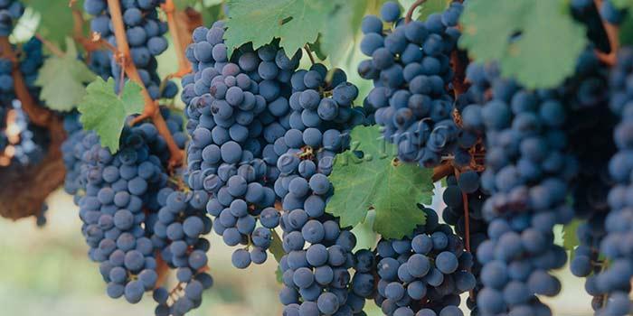 Лучшие сорта винограда кубань: посадка и уход