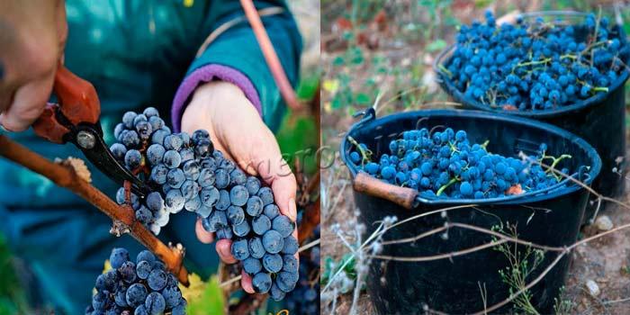 Фото сбора урожая винограда сорт Кубань