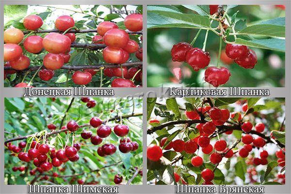 Разновидности вишни Шпанка