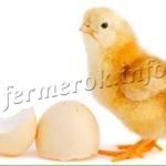 Сколько дней курица высиживает яйца?