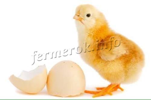 Сколько дней курица высиживает яйца?
